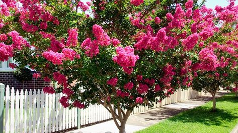 Crepe Myrtle - Burke's Backyard Fast Growing Privacy Shrubs, Crepe Myrtle Trees, Front Yard Flowers, Shrubs For Privacy, Shade Tolerant Plants, Myrtle Tree, Yard Flowers, Natural Fence, Crepe Myrtle