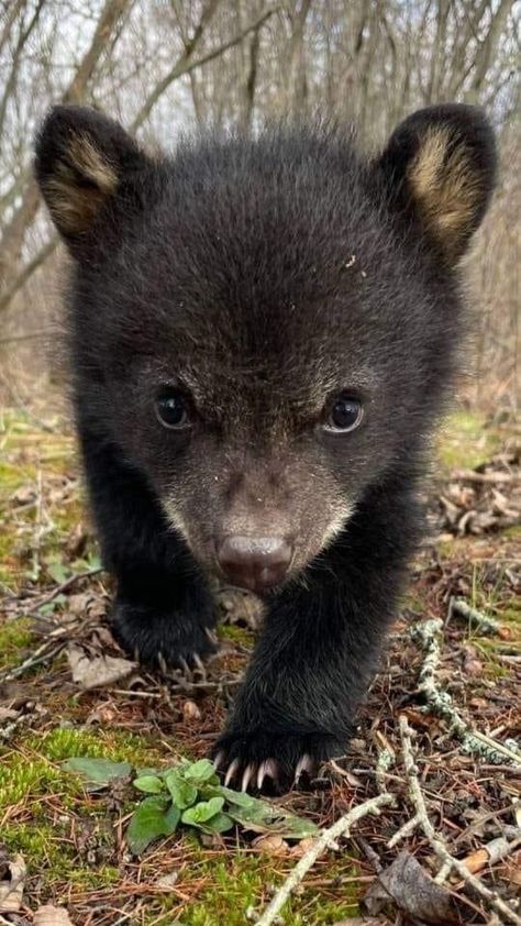 Baby Black Bear, Black Bear Cub, American Black Bear, Baby Black, Bear Photos, Bear Pictures, Bear Cub, Silly Animals, Bear Cubs