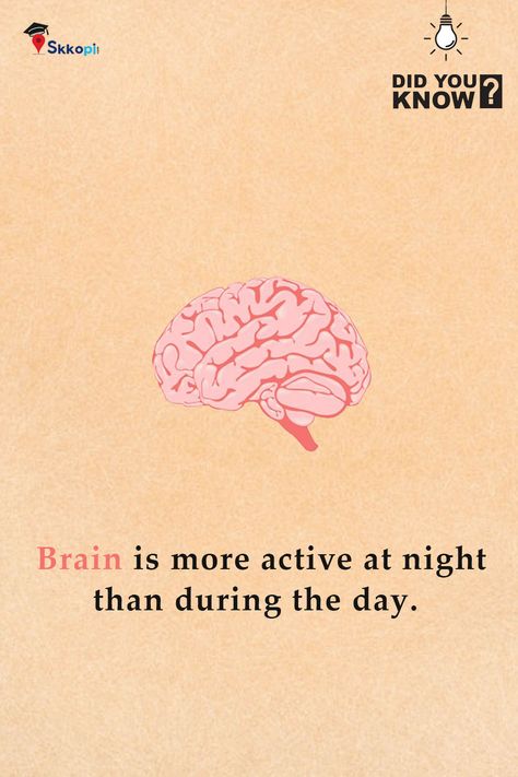 Did You Know Fact! "Brain is More active at night than during the day" #didyouknow #facts #fact #knowledge #didyouknowfacts #dailyfacts #factsdaily #funfacts #knowledgeispower #amazingfacts #interestingfacts #generalknowledge #factz #science #instafacts #truefacts #factsoflife #india #doyouknow #allfacts #sciencefacts #education #gk #instagram #realfacts #factoftheday #didyouknowthat #love #coolfacts Science Fact, Fact Of The Day, Daily Facts, Did You Know Facts, Real Facts, Science Facts, During The Day, Knowledge Is Power, True Facts