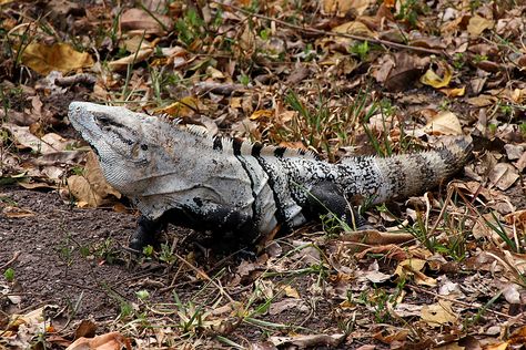 Chameleon Lizard, Green Iguana, Reptiles And Amphibians, Exotic Pets, Amphibians, Reptiles, Puppies, Animals