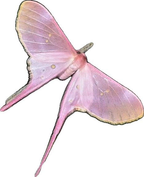 Pink Silk Moth, Silk Moth, Cute Moth, Bugs And Insects, Pink Silk, Nature Lovers, So Beautiful, Scientists, Nature Lover