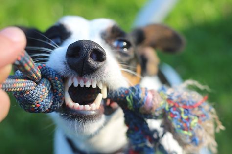 Is it OK to play tug with my dog? I like using a tug toy with her on a walk, but someone said it could make her aggressive... Dog Life Hacks, Top 10 Dog Breeds, Dog Training Books, Dog Attack, Dangerous Dogs, Best Dog Toys, Dog Dental Care, Funny Dog Memes, Aggressive Dog