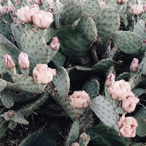 Pretty blush blooms and prickly cactus. Such a gorgeous colour palette. Plants Are Friends, Deco Nature, Desert Vibes, Agaves, Pink Petals, Cactus Y Suculentas, Pretty Plants, Cactus Flower, Cactus And Succulents