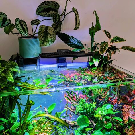 Chili Rasboras 🩷 #aesthetic #aquaticplants #aquarium Aquatic Plants, Fish Tank, Chili, Fish