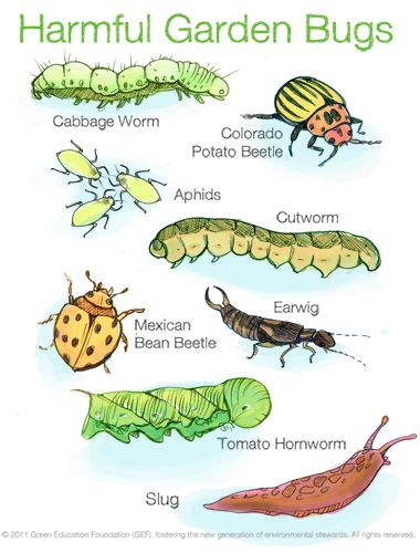 Harmful Bugs - Green Education Foundation | GEF | Sustainability Education Sustainability Education, Lawn Pests, Types Of Bugs, Organic Pesticide, Grey Matter, Garden Bugs, Garden Insects, Garden Pest Control, Garden Pests