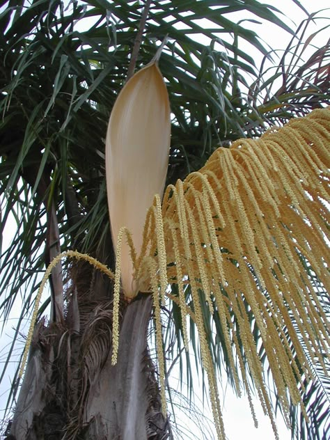 The Queen Palm (Syagrus romanzoffiana)  seed casing is a single 24-30 inch leaf that protrudes up from the main stem until it splits ope... Queen Palm Tree, Seed Pods Art, Queen Palm, Palm Sunday Decorations, Palm Tree Crafts, Palm Leaf Art, Palm Frond Art, Tree Palm, Palm Trees Painting