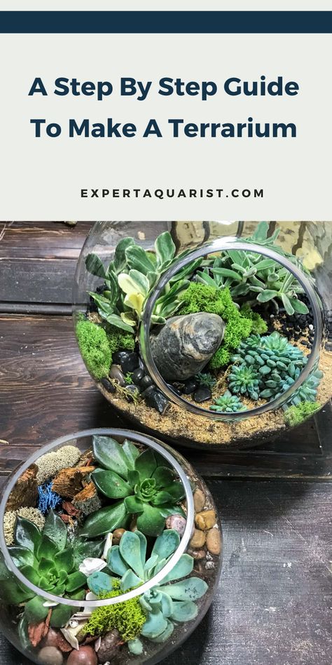 In step by step guide, we will clearly demonstrate to you how you can become the creator of a beautiful terrarium. Here are the procedures to follow. Terrariums Ideas, Closed Terrarium Plants, Make A Terrarium, Succulent Terrariums, Turtle Terrarium, Build A Terrarium, Easy S, Large Terrarium, Bell Jars