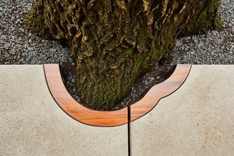 Red Oak Tree, Contemporary Landscape Design, Architectural Design Studio, Walkway Design, Concrete Walkway, Urban Tree, Garden Walkway, Concrete Pavers, Garden Architecture