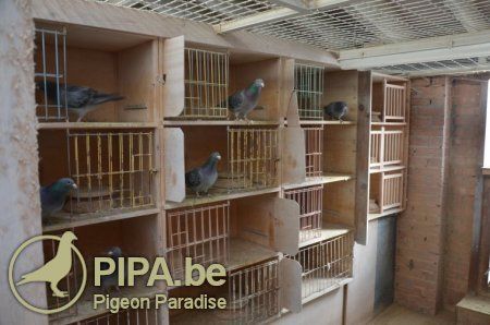 Yvon Deneufbourg (Estinnes, BE) impresses the pigeon world with the title of 1st National Champion Extreme Long Distance KBDB 2014! | PIPA Goat Barn Plans, Homer Pigeon, Lofts Ideas, Pigeon Eyes, Types Of Pigeons, Fantail Pigeon, Racing Pigeon Lofts, Pigeon Loft Design, Pigeon Nest