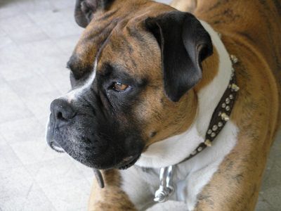 Salivary Gland Infections in Dogs - Best Pet Home Remedies Salivary Gland Infection, Salivary Glands, Salivary Gland, Boxer Dogs, Pet Home, Health Facts, Dog Health, Dog Food, Household Hacks