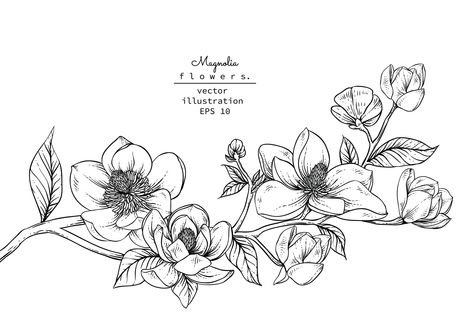 Flower Line Drawing, Branch Drawing, Magnolia Tattoo, Branch Vector, Flower Line Drawings, Flowers Illustration, Illustration Botanique, Leaf Drawing, Small Drawings