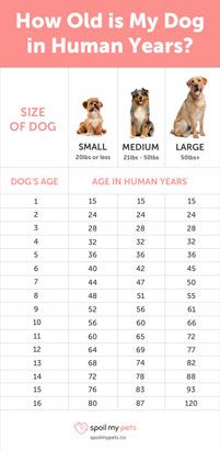 Dog Years Chart, Dog Age Chart, Dog Owner Tips, Dog Infographic, Meds For Dogs, Pet Remedies, Dog At Home, Kennel Ideas, Dog Wellness