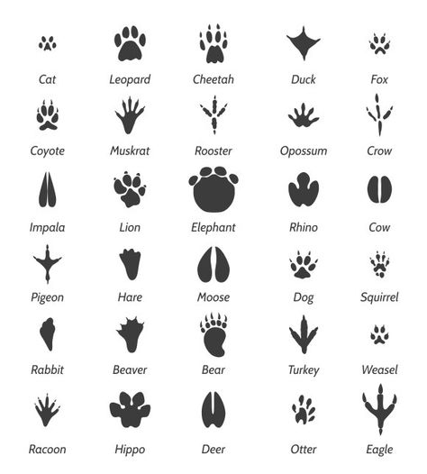 Animal tracks and bird footprints by vectortatu on @creativemarket Track Clipart, Bird Footprint, Animal Footprints, Native American Symbols, Animal Tracks, Forest School, Wilderness Survival, Animal Facts, Camping Survival