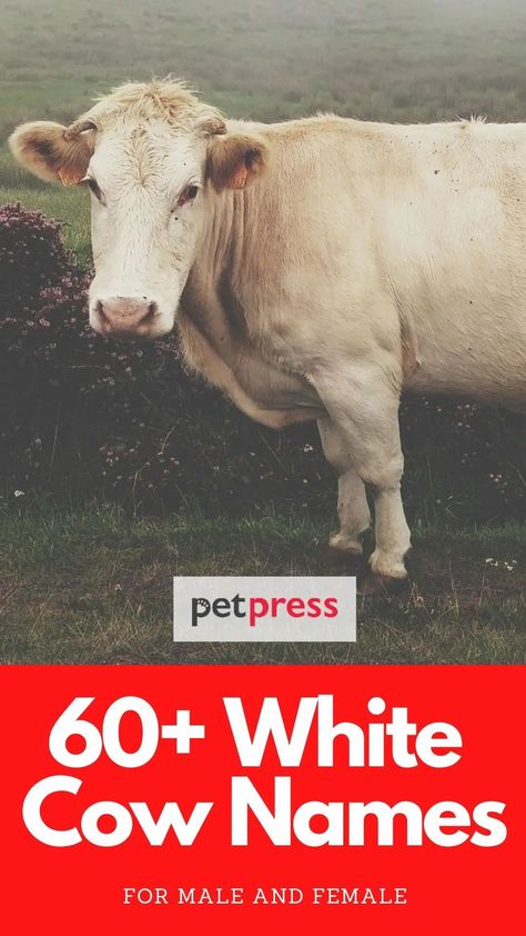 Do you have a white cow in your farm? Discover our list of over 60 cow names for a white cow that should inspire you! Funny Cow Names, White Cows, Cow Names, White Names, Bull Cow, Cows Funny, White Cow, Over 60, Farm Animals