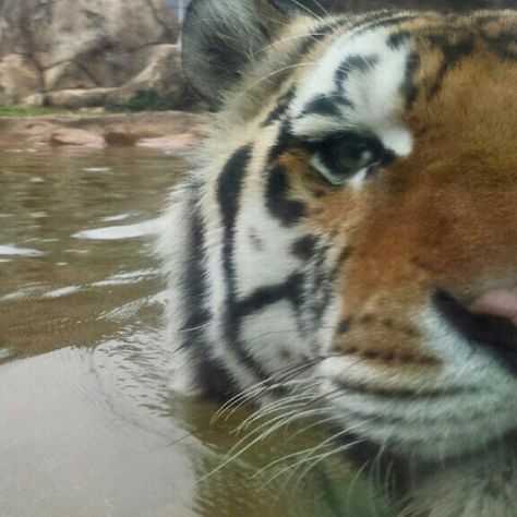 Mike VI A Tiger, Instagram Profile, Water, On Instagram, Instagram