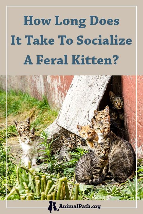 How long does it take to socialize a feral kitten? Outdoor Kitten Care, Cats Health, Feral Kittens, Cat Health Problems, Spoiled Cats, Cat Tips, Cat Repellant, Feral Cat, Stray Cats