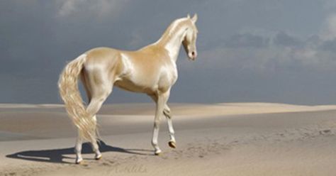 The Akhal-Teke Horse, Rightly Called the “World’s Most Beautiful Horse” Looks Like it’s Made from Gold : Family Life Goals Akhal-teke, Akhal Teke Horses, Rare Horses, Golden Horse, Akhal Teke, Gold Horse, Most Beautiful Horses, Beautiful Horse, Catching Fish