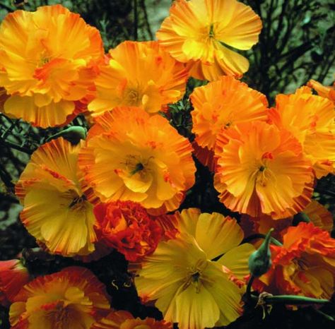 Buy Californian poppy Eschscholzia californica 'Mission Bells': Delivery by Waitrose Garden in association with Crocus Californian Poppy, Eschscholzia Californica, July Flowers, Bohemian Garden, Gravel Garden, Cold Frame, Woodland Garden, California Poppy, Poppy Seeds