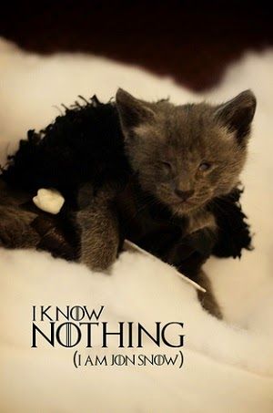 Varietats: Kittens As Pop Culture Characters by Wendy Robins Kittens In Costumes, Dessin Game Of Thrones, Tiny Kittens, Kitten Dress, Snow House, Cat Cosplay, Photo Star, Hbo Game Of Thrones, Tiny Kitten