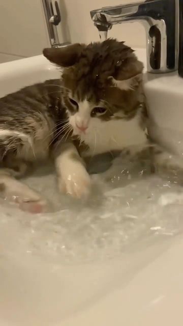 Katt Grejer, Söt Katt, Cute Cats Photos, Cute Animal Photos, Cute Cats And Kittens, Cute Animal Videos, Funny Cute Cats, Cute Animal Pictures