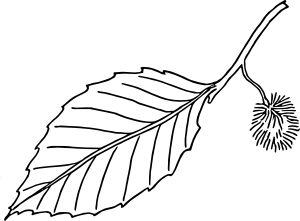 beech leaf Beech Tree Leaves, Leaf Printables, Beech Leaf, Printable Leaves, Pyrography Designs, Leaf Coloring Page, Leaf Outline, Northern Minnesota, My Youth