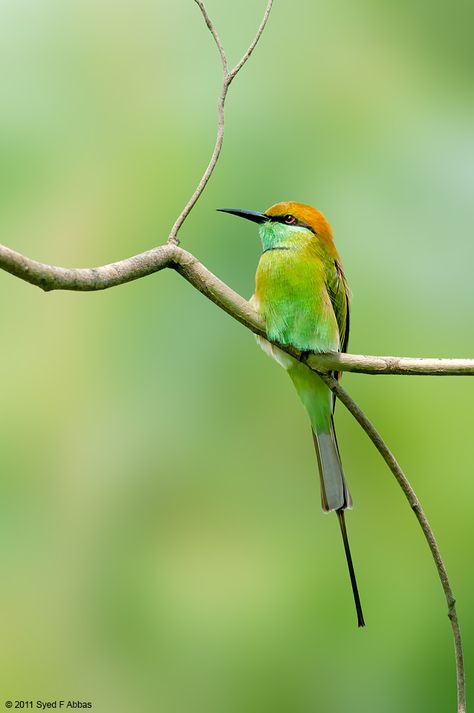 Art Studio Room, Download Wallpaper Hd, Bee Eater, Nile River, Little Birds, Bird Photography, Nature Images, Birds Painting, Botanical Illustration