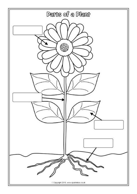 Parts of a Plant Labelling Worksheets (SB12380) - SparkleBox Label The Parts Of A Plant, Part Of Plants For Kids, Parts Of Plant Worksheet, Plant Parts Activities, Parts Of Plants Activities, Plant Parts Worksheet, Parts Of A Plant Craft, Part Of Plants Activities, Parts Of A Plant Worksheet