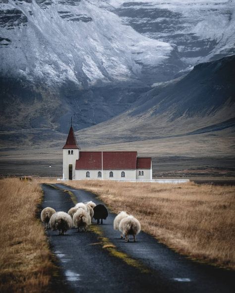 Country Churches, Western Region, Iceland Travel, Reykjavik, Beautiful Mountains, Pretty Places, Nova Scotia, 귀여운 동물, Scandinavia