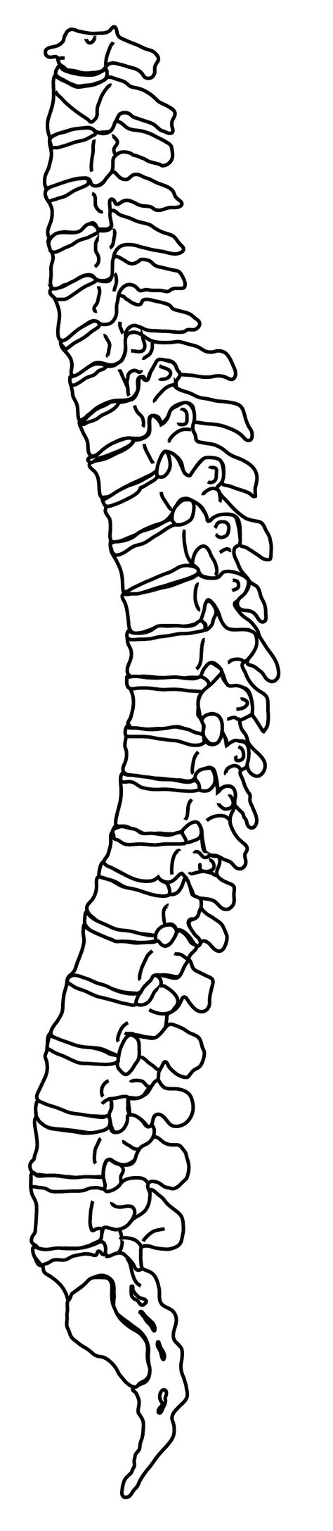 Spines Drawing, Spine Outline, Drawing Black Background, Spine Drawing, Simple Line Drawings, Outline Drawing, Drawing Black, Background Beautiful, Circle Art