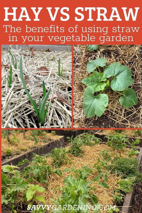 Mulching Vegetable Garden, Vegetable Garden Inspiration, Wallpapers Fall Aesthetic, Hay Garden, Kitchen Garden Ideas, Garden Inspiration Ideas, Straw Garden, Homestead Garden Layout, Garden Mulch