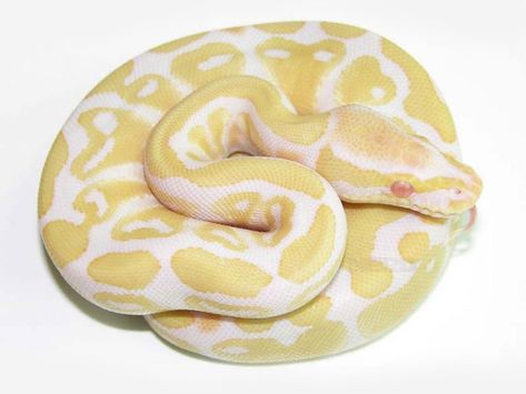 Albino Ball Python- If I were to ever get another BP it would be an Albino. I've always wanted one :) Albino Ball Python, Baby Ball Python, Reticulated Python, Python Regius, Pretty Snakes, Ball Python Morphs, Ball Pythons, Snake Lovers, Baby Ball