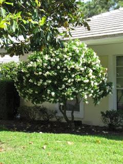 Gardenia tree. Gardenia Tree In Pot, Gardenia Plant Front Yards, Gardenia Tree, Native Gardenia Tree, Gardenia Trees, Frostproof Gardenia, Everblooming Gardenia, Ornamental Pear Tree, Gardenia Plant