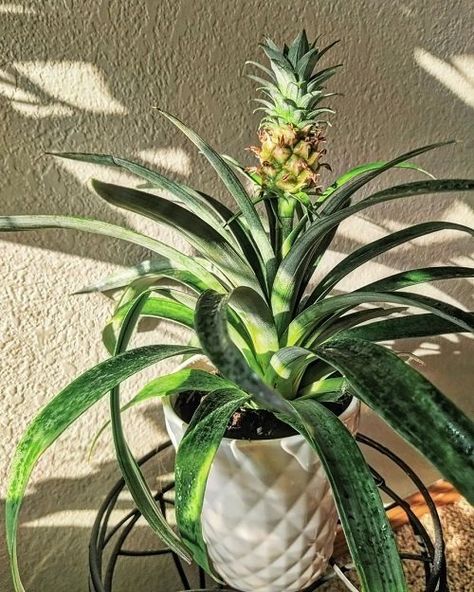 How Long Does It Take to Grow a Pineapple? Find Out! Pineapple Plant Growing, Pineapple Hairstyle Natural Hair, Growing A Pineapple, Hawaii Marriage, Grow Pineapple Plant, Grow Pineapple, Grow A Pineapple, Pineapple Hairstyle, Recipes Pineapple