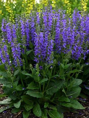 Perennials Flowers, Perennials Plants | Bluestone Perennials Salvia Plants, Meadow Sage, Long Blooming Perennials, Hummingbird Plants, Hummingbird Garden, Flower Spike, How To Attract Hummingbirds, Flowers Perennials, Perennial Plants