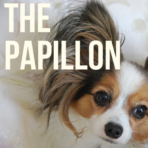 Papillion Puppies, Papillon Dog Puppy, Papillon Puppy, Cute Pomeranian, Papillon Dog, Dog Info, Dog Agility, Dog Silhouette, Small Dog Breeds