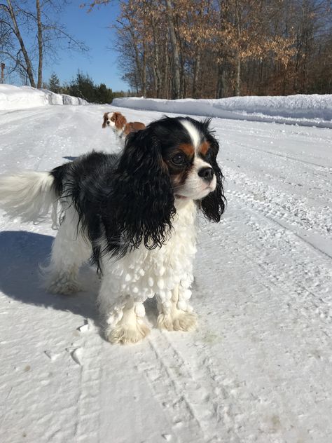 Cavalier King Charles spaniel, Finley in the snow. Creating snow dreadlocks. Cute King Charles Spaniel, Tricolor Cavalier King Charles Spaniel, Caviliar King Charles Spaniel, Black Cavalier King Charles Spaniel, Caliver King Charles Spaniel, King Charles Cavalier Spaniel Full Grown, Calvier King Charles Spaniel, King Charles Spaniel Black, Spaniel King Charles