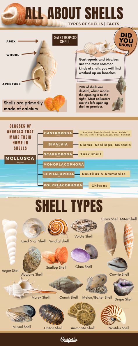 Florida Seashell Identification, Seashell Identification, World Facts, Types Of Shells, Shells And Sand, Shell Crafts Diy, Sea Snail, She Sells Seashells, Snail Shell