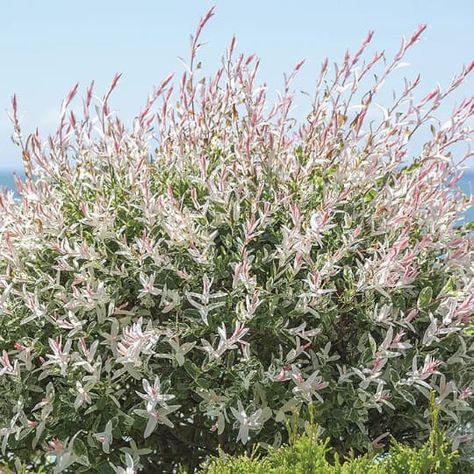 Dappled Willow Tree, Burning Bush Shrub, Salix Integra, Weeping Willow Tree, Dappled Willow, Changing Leaves, Weeping Willow, Pink Leaves, Leaf Coloring