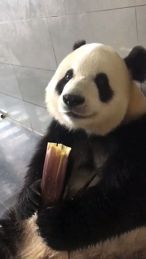 Panda Eating, Baby Panda Bears, Paws And Claws, Panda Love, Bear Pictures, Giant Panda, Baby Panda, Funny Cat Videos, Cute Panda