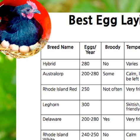 Get your FREE Printable  👇 Best Egg Laying Chickens Chart 👇 https://www.reformstead.com/best_egg_laying_chickens_chart.html Chicken Breeds Chart, Chicken Tunnels, Laying Chickens Breeds, Best Egg Laying Chickens, Laying Chickens, Egg Laying Chickens, Backyard Chicken Coop Plans, Rhode Island Red, Homestead Gardens