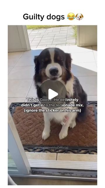 @furryfypfunnies on Instagram: "He’s guilty I promise 😂🥺 . Follow @furryfypfunnies for the best dog reels . Dm for credit or removal 🤝  #dogs #animals #doglover #animallovers #dogreels #dogmemes #memes #funny #reels #viral #reaction #memepage #cute #cutedogs #funnydogscompilation" Funny Animal Compilation, Dogs Talking Videos, Dog Voice Over Videos, Guilty Dogs Video, Funny Dog Video, Funny Dog Videos Make Me Laugh, Good Morning Dogs, Funny Dog Pictures Hilarious, Funny Pets Videos