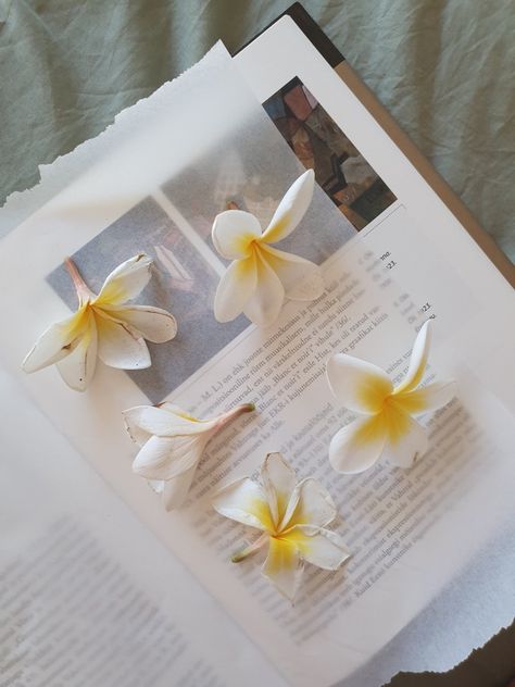 drying flowers, flower pressing, frangipani pressing Frangipani Aesthetic, Plumeria Aesthetic, Pilates Business, Drying Flowers, Frangipani Flower, Flower Pressing, Photos Ideas, Gold Jewelry Fashion, Hulk