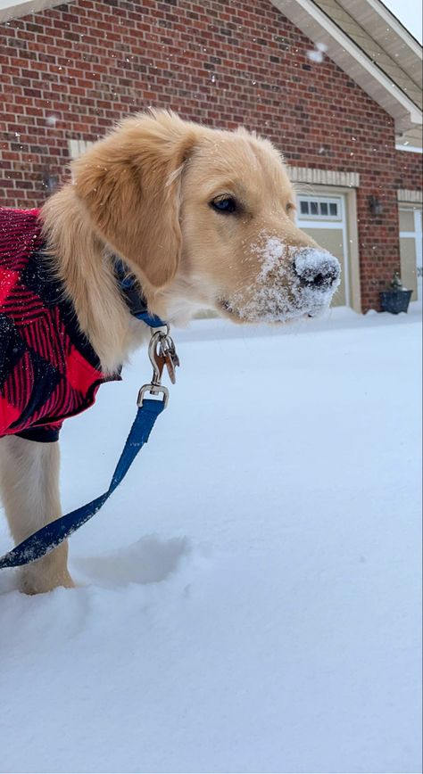 Golden Retriever Christmas Aesthetic, Golden Retriever At Christmas, Golden Retriever Preppy, Snow Golden Retriever, Golden Retriever In Snow, Christmas Dog Aesthetic, Christmas Aesthetic Dog, Cute Puppy Aesthetic, Golden Retriever Snow