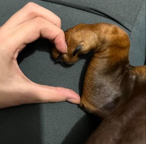 Wholesome Moments, 밈 유머, A Vet, Very Cute Dogs, Big Hug, Weenie Dogs, Silly Dogs, Cute Animals Images, Dachshund Lovers