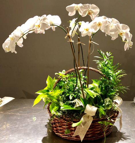 Orchid Basket, Basket Arrangement, Orchid Arrangements, Plant Basket, Wicker Basket, Center Pieces, Wicker Baskets, Silk Flowers, Gift Baskets