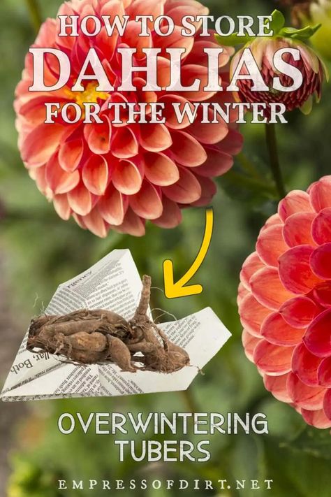 Overwintering Plants, Zone 8 Gardening, Planting Bulbs In Spring, Dahlia Flower Garden, Cold Climate Gardening, Dahlia Tubers, Growing Dahlias, Dahlias Garden, Flowers For Sale