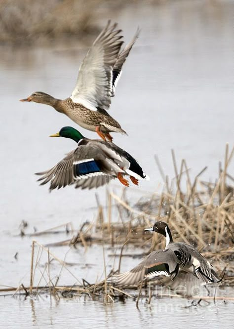 (via Crowded Flight Pattern by Mike Dawson) Waterfowl Taxidermy, Duck Stamp, Flight Patterns, Duck Pictures, Duck Season, Duck Hunt, Ducks And Geese, Waterfowl Hunting, Ducks Unlimited