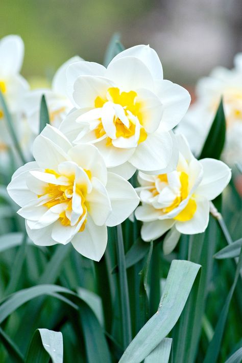 Do you have a life verse? A special verse from the Bible that so resonates with you it is like God whispering in your ear? Scripture Passages, Sunday Scripture, Stone Gable, Life Verse, March Birth Flower, Easiest Flowers To Grow, March Birth Flowers, Life Verses, Yellow Daffodils