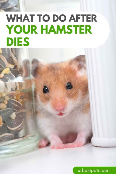 At Victoria Raechel, we understand that losing a beloved pet can be incredibly difficult. Today, we're here to offer guidance on what to do after your hamster dies and how to handle your used hamster supplies with care. 1. Take Time to Grieve: First and foremost, it's important to allow yourself time to grieve the loss of your hamster. It's natural to feel a range of emotions, and it's okay to take the time you need to process your feelings. 2. Properly Dispose of Your Hamster... Victoria Raechel, My Hamster Died, Hamster Tips, Hamster Supplies, Rabbit Behavior, Hamster Diy, Hamster Life, Low Maintenance Pets, Hamster Treats