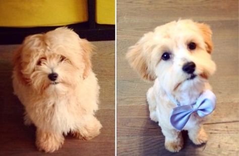 15 Dogs Before And After Their Spring Haircuts - The Dodo Maltipoo Haircuts, Havanese Haircuts, Goldendoodle Haircuts, Baby Pomeranian, Puppy Haircut, Spring Haircuts, Maltipoo Dog, Dog Grooming Styles, Shih Poo